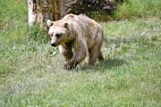 Nicht immer ist es so gefahrlos, wenn man einen Bären sieht, wie hier im Tierpark Goldau. (Bild Romano Cuonz)