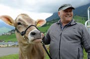 Das Rind Piora und sein Züchter Josef Odermatt aus Oberdorf. (Bild: Robert Hess / Neue NZ)