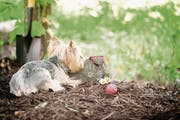 Dog Memorial (Bilder: Getty, Urs Bucher, KEY, Getty)