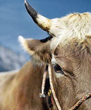 Im Kanton Uri sind rund 100 Tiere von einer Sperre betroffen. (Bild: UZ (Altdorf, 3. Oktober 2009))