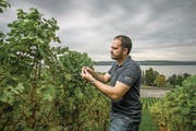 Winzer Beat Burkhardt (oben links) und Helfer bei der Weinlese auf dem Rebgut Engelberg am Bielersee. (Bild: Pius Amrein (Twann, 26. September 2017))