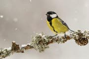 Eine Meise im Winter. (Bild: PD)