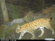 Auch der Luchs B440 tappte oberhalb von Silenen in die Fotofalle. (Bild: Edy Epp/Amt für Forst und Jagd Kanton Uri (Silenen, 7. Dezember 2016))
