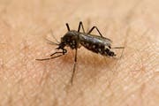 Diese Mücke überträgt den gefährlichen Zika-Virus. (Bild: Keystone)