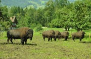 Die bulligen Tiere geniessen den Auslauf auf dem Hof Gehri. (Bild Paul Küchler)