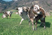 Martin Dittli hält Zebus auf seinem Pferdehof in Attinghausen. Der Name Zebu leitet sich von seinem Buckel ab. (Bild: Christoph Hirtler, Altdorf)