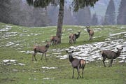 Rotwild in Obwalden. (Bild: PD)