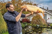 Der Tierarzt Ralph Knüsel behandelt die Koi-Fische der Familie Sidler. Bilder: Boris Bürgisser (Küssnacht, 18. Oktober 2016)