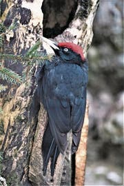 Im Naturwaldreservat Untere Nas in Ennetbürgen gibt es ihn noch, den sonst selten gewordenen Schwarzspecht. (Bild: Romano Cuonz)