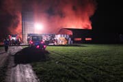 Die Feuerwehr konnte nur wenige Rinder aus dem brennenden Gebäude retten. (Bild: Kapo SG)
