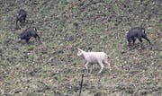 Am Freitag konnte die weisse Gams im Gebiet Grund bei Schwyz beobachtet werden. (Bild: Andreas Seeholzer)