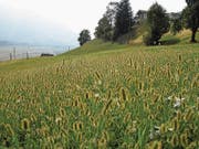 Borstenhirse auf einer Wiese. (Bild: PD)