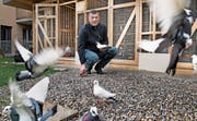 Hobbyzüchter Franco Visonà mit einigen seiner rund 150 Flugtauben bei sich zu Hause. (Bild: Corinne Glanzmann (Ennetbürgen, 4. April 2017))