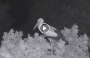 Die Jungen sind auch im Gewittersturm gut geschützt. (Bild: webcam-lachen.ch)