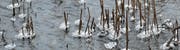 Eisige Tupfer auf dem Zugersee (Bild: Leserbild: Paul Stadelmann, Zug)
