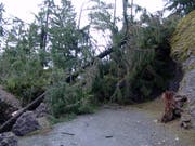 Einige der Bäume stürzten auf die Gehwege im Park stürzten und blockierten diese. Darum ist am Tag nach dem Sturm ein Teil des Parks geschlossen. (Bild: Natur- und Tierpark Goldau)