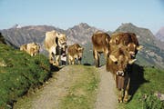 Die «Bodäfahrt» auf den Urnerboden ist ein Spektakel der besonderen Art. (Bild: Franz Imholz (Urnerboden, 27. August 2016))