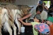 Geissenbauer Toni Odermatt zeigt den Ferienpasskindern, wie man eine Geiss melkt. (Bild: Matthias Piazza (Stans, 14. Juli 2017))