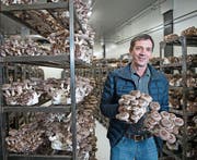 Neu spriessen Sepp Häckis Edelpilze an der Stanserstrasse 50 in Kerns. Im Bild hält er zwei Substratblöcke mit Shiitake-Pilzen in der Hand. (Bilder: Corinne Glanzmann (Kerns, 15. März 2017))