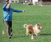Eugen Rothenfluh demonstriert mit seinem Hund Feh das Longieren. Bild: Paul Gwerder (Schattdorf, 12.3.17)