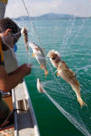 Vor knapp zwei Jahren wurden die Fischbestände im Zugersee untersucht. (Archivbild Christof Borner-Keller)