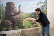 Martin Lötscher, Geschäftsführer der Kiesgrube Lötscher, mit der Kopie des 2006 im Kieswerk in Ballwil gefundenen Mammutstosszahns. (Bild: Keystone / Urs Flüeler)