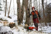 Forstwart Severin Murer beim Fällen einer vom Pilz befallenen Esche. (Bild: Corinne Glanzmann)