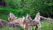Alle Wölfe strecken fleissig die Köpfe in die Höhe. (Bild: Youtube/simplyscience)