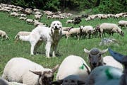 Schutzhunde laufen auf Alpweiden frei herum, um die Herde zu schützen – in Schwyz ist das wegen der Leinenpflicht nicht erlaubt. (Symbolbild: Keystone/Jean-Christophe Bott)