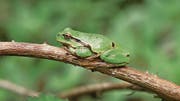 Verschwinden zunehmend: der Grosse Brachvogel (oben), der Laubfrosch (links) und die Bekassine (rechts). (Bilder: Peter Vonwil)