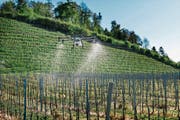 Ein Winzer in Rapperswil lässt seine Reben von einer Drohne besprühen. (Bild: Christian Beutler/Keystone (2. Mai 2018))