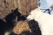 Die Vorschrift besagt, dass Hundehalter Vorkehrungen zu treffen haben, damit der Hund Menschen und Tiere nicht gefährdet