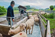 Niklaus von Moos (vorne) und Arthur Bucher treiben die Schafe zur Desinfektion durch ein Klauenbad, bevor sie auf die Alp fahren. (Bild Boris Bürgisser)