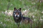 Der Abschuss des Wolfes, der in Uri Schafe gerissen hat, kann jetzt diskutiert werden (Symbolbild). (Bild: Keystone)
