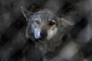 Naturschutzorganisationen bedauern die aktuelle Abschussfreigabe für den Wolf. (Bild: Keystone / Tinatin Kiguradze)
