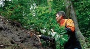 Martin Ziegler koordiniert beim Amt für Wald und Wild die Bekämpfung invasiver Neophyten im Kanton Zug. (Bild: Stefan Kaiser (24. Juli 2017))