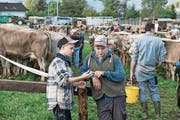 Impressionen vom «Bauernsonntag» (im Uhrzeigersinn von oben links): ein Schnupf in Ehren; Paul Rohrer aus Sachseln mit Siegerstier Bolero; Marti Zimmermann lobt das Vieh, und Jungzüchterin Janice Durrer liebt die Arbeit mit den Tieren. (Bilder: Izedin Arnautovic (Sarnen, 6. Oktober 2017))