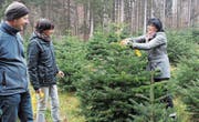 In aller Ruhe streift die Kundschaft durch die Christbaumkulturen und trifft ihre Wahl. (Bild: Cornelia Bisch (6. Dezember 2017))