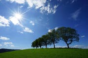 Die Sonne erstrahlt über den fünf Nussbäumen auf dem Krähenbuel in Wolhusen. (Bild: Leserbild Müller Gerhard)