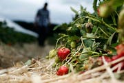 Auf Erdbeeren aus der Schweiz müssen Konsumenten saisonbedingt noch Wochen warten. (Symbolbild) (Bild: Stefan Kaiser / ZZ (Hünenberg, 31. Mai 2016))