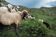 Solche Herdenschutzhunde wie auf diesem Bild werden zum Schutz vor dem Wolf auch in der Unteralp bei Andermatt und auf Alpen in Isenthal eingesetzt. (Bild: Nadia Schärli (Flühli, 3. Juli 2010))