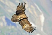 Bartgeier Ewolina bei einem Ausflug im vergangenen Jahr. (Bild: PD)