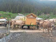 Auf der Alp Hinterfeld ist der «Furger»-Melkstand im Einsatz. (Bild: Adrian Arnold (Meien, Juli 2017))