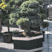 So sieht der gestohlene Bonsai aus. (Bild: Schwyzer Kantonspolizei)