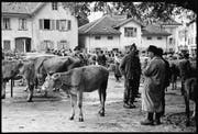 Die kantonale Viehschau fand bis in die 1960er-Jahre auf dem Oberlehn statt. Zugegen waren auch die Viehhändler. (Bild: Foto Aschwanden/Staatsarchiv Uri (Altdorf, um 1950))