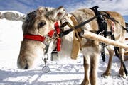 Wegen einer Gehirnkrankheit mussten in Norwegen viele Rentiere geschossen werden. (Symbolbild LZ)