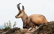 Gämsen – wie diese im Tierpark Goldau – gibt es im Kanton Uri immer seltener. (Bild: Manuela Jans (Arth-Goldau, 29. Juli 2011))