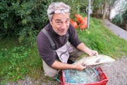 Grosse und teils auch seltene Fische werden aus den Netzen genommen und registriert. (Bild: Romano Cuonz (Sarnen, 12. September 2017))