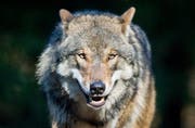 Der Verein CHWolf kritisiert die Abschussbewilligung. (Bild: Keystone)