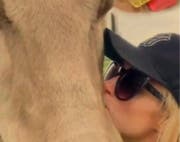 Bitte nicht stören: Paris Hilton träumt vom Schwyzer Braunvieh. (Bild: Paris Hilton/Instagram)